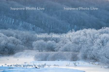 雪裡川とタンチョウ