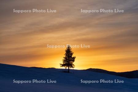 夕日の木の夕景