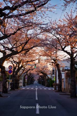 桜が丘通りの桜並木
