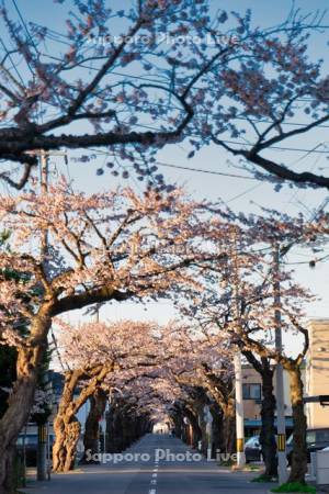 桜が丘通りの桜並木