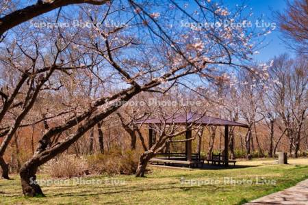 四稜郭跡の桜