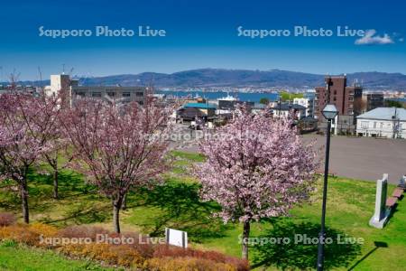 元町公園の桜と函館湾