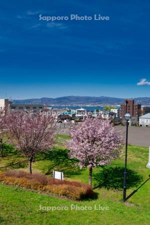 元町公園の桜と函館湾