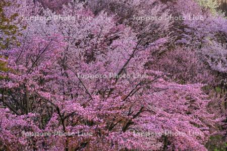 深山峠の桜
