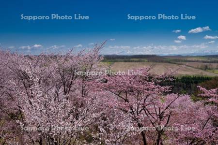 深山峠の桜