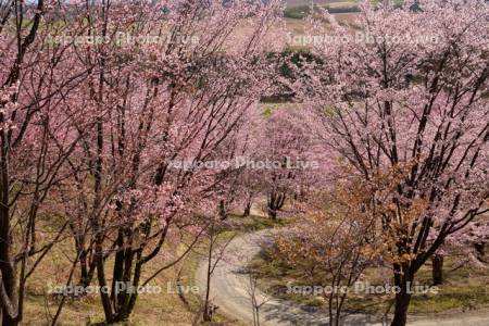 深山峠の桜