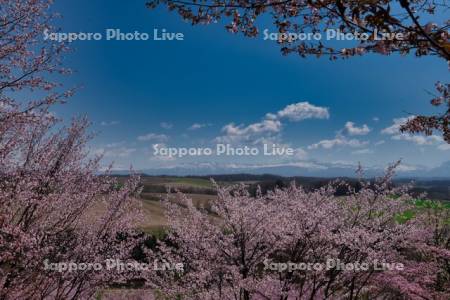 深山峠の桜