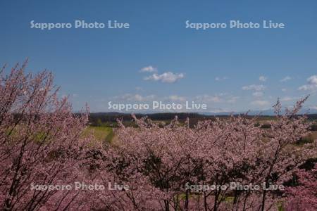 深山峠の桜