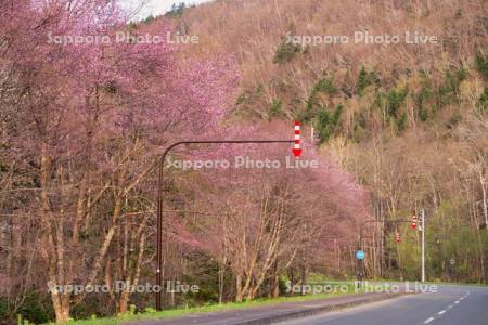 道道544号線と桜