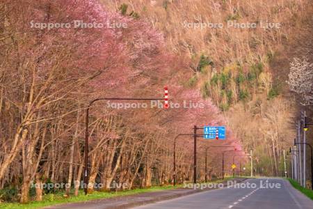 道道544号線と桜