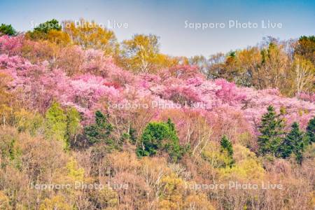 朝日ヶ丘総合公園の桜