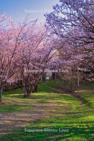 朝日ヶ丘総合公園の桜