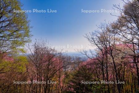 朝日ヶ丘総合公園の桜