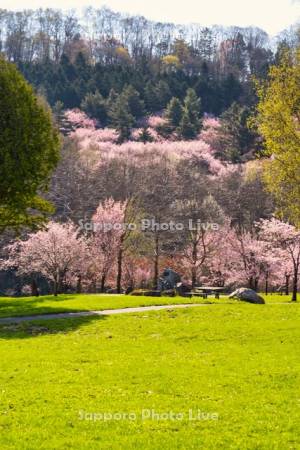 朝日ヶ丘総合公園の桜