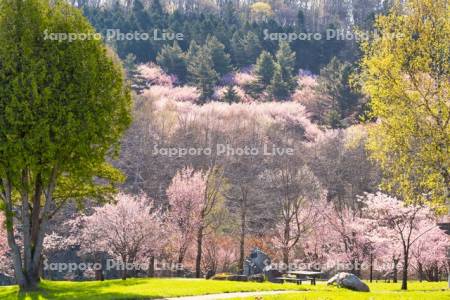 朝日ヶ丘総合公園の桜