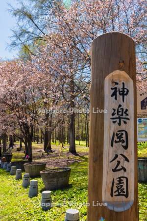 神楽岡公園の桜