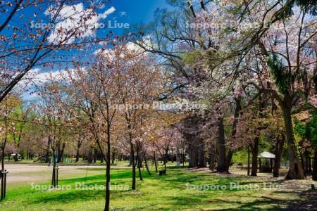 神楽岡公園の桜