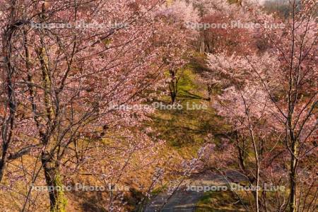 深山峠の桜