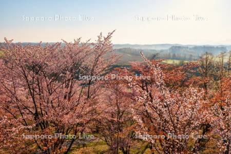 深山峠の桜