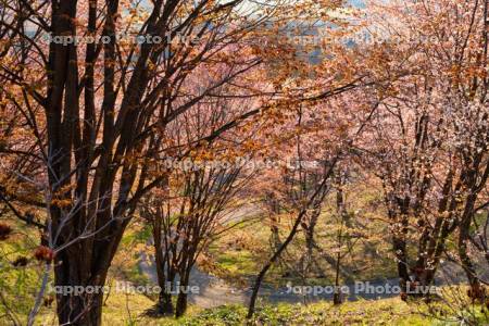 深山峠の桜