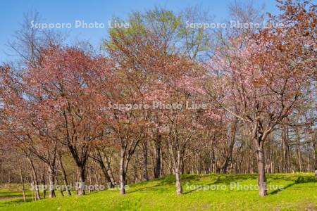 旭ヶ丘公園の桜