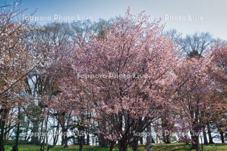 旭ヶ丘公園の桜