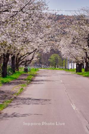 東明分団の桜並木