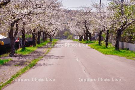東明分団の桜並木