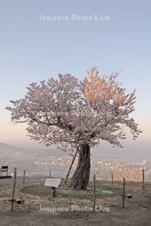 天狗桜