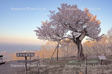 天狗桜展望台