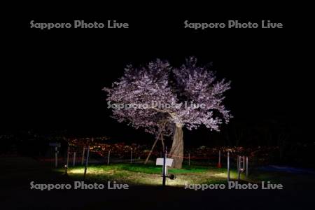 天狗桜夜景