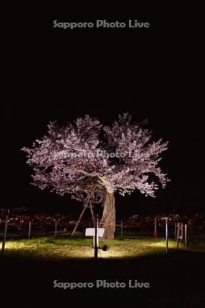 天狗桜夜景