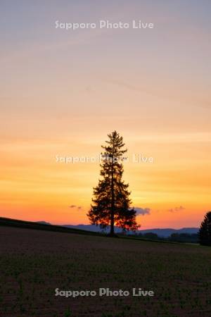 クリスマスツリーの木夕景