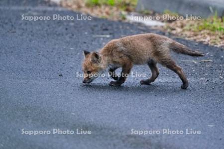 キタキツネ　子ぎつね