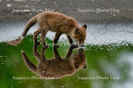 SapporoPhotoLive/作品一覧ページ
