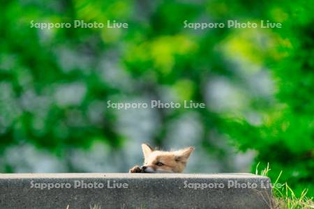 キタキツネ　子ぎつね