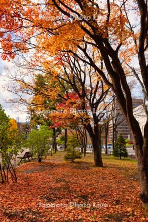 大通公園