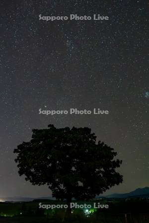 セブンスターの木と星空