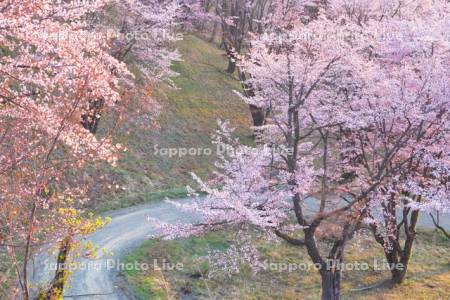 深山峠の桜
