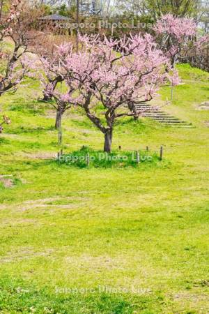 平岡公園梅林