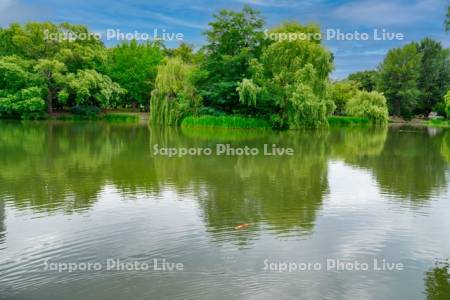 中島公園菖蒲池と鯉