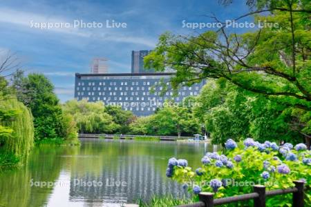 中島公園菖蒲池とアジサイ