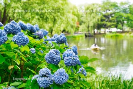 中島公園菖蒲池とアジサイ