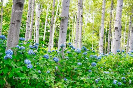 豊平公園の白樺とアジサイ