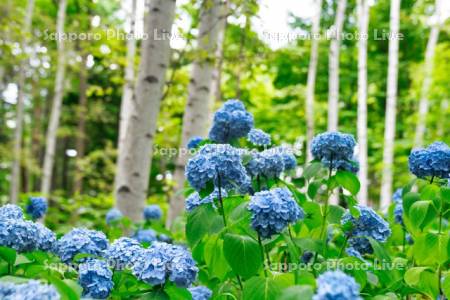 豊平公園の白樺とアジサイ