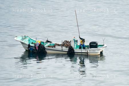 コンブ漁