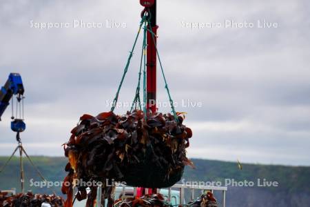 コンブの水揚げ