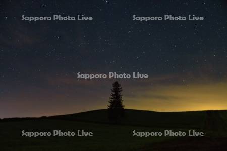 クリスマスツリーの木と星空