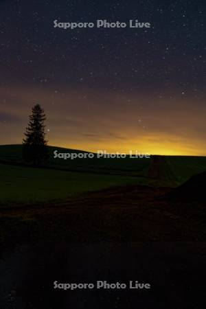 クリスマスツリーの木と星空