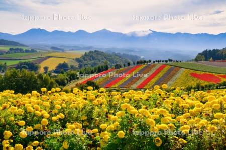 四季彩の丘と十勝岳連峰